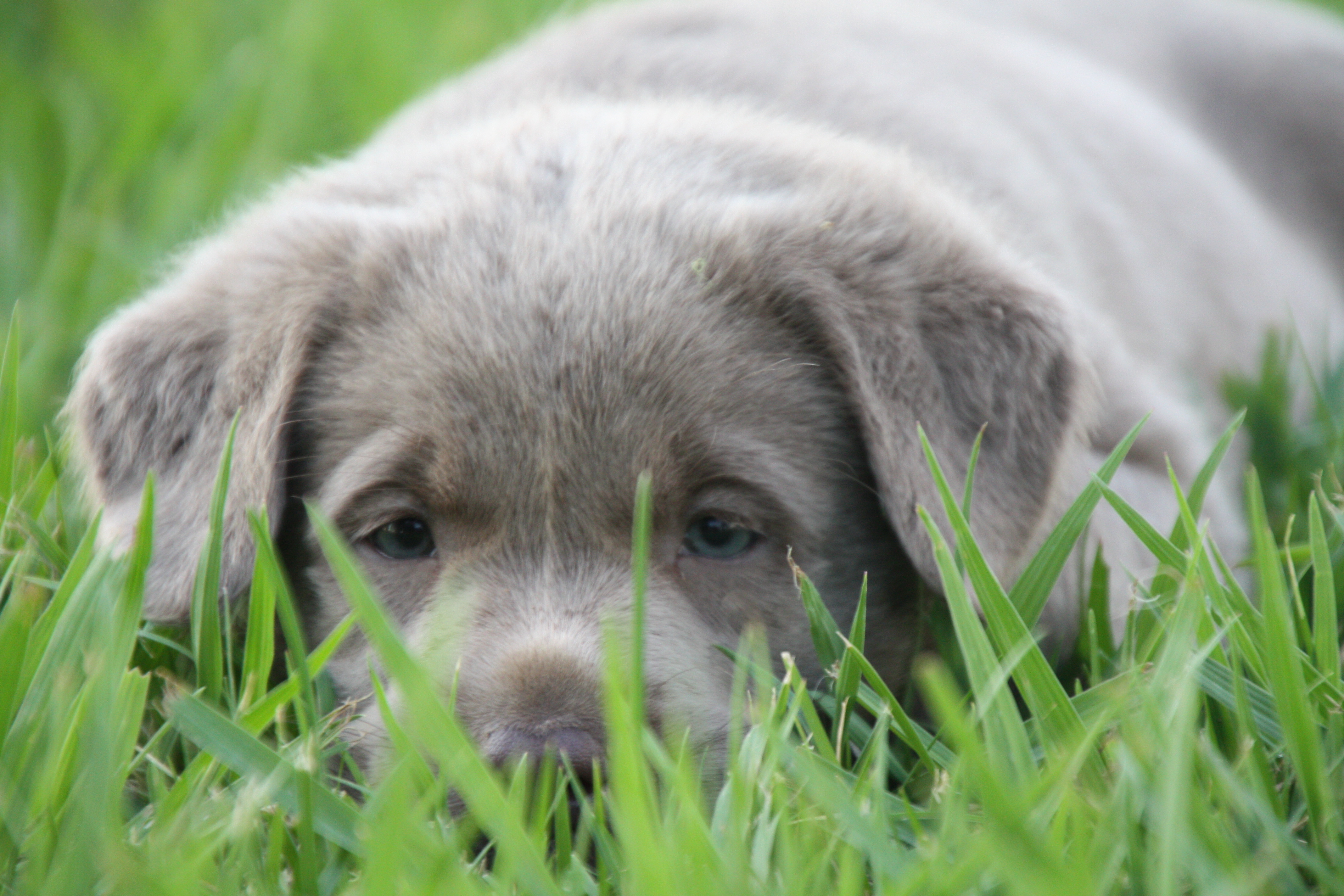 a cute picture of a puppy lab in fresno california