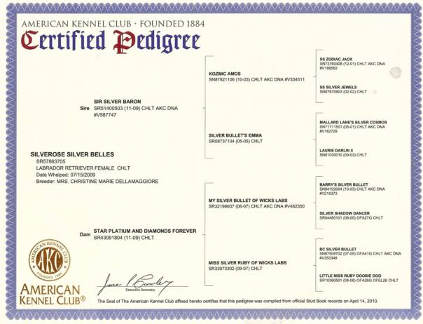 fourgeneration pedigree chart horse