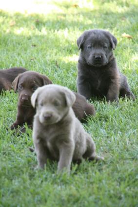 lab puppies under 500