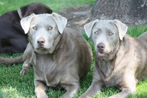 silver charcoal and champagne labs