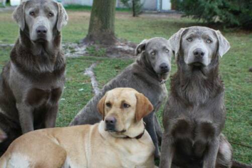 charcoal grey labrador