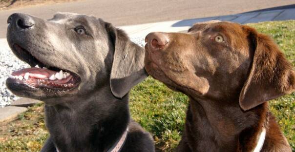 silver and chocolate lab puppies