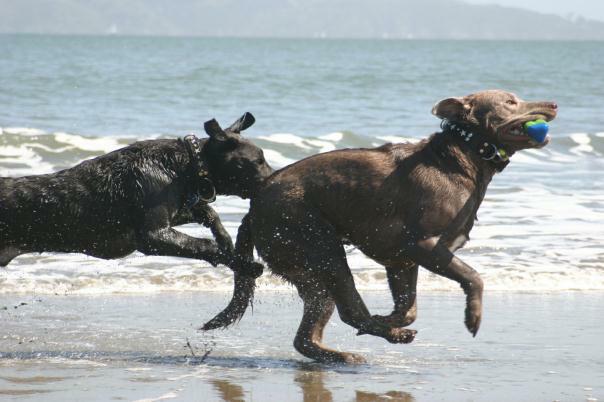 chocolate labs in fresno