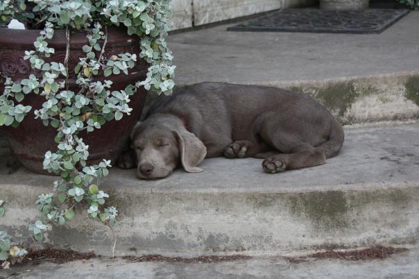 charcoal lab sleeping on the floor from silverose lab in fresno california