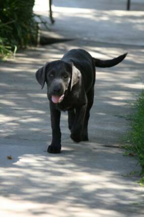 Find Beautiful Black, Chocolate, and Silver Labradors