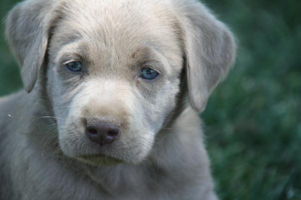 close up pic of a silver pup in fresno ca