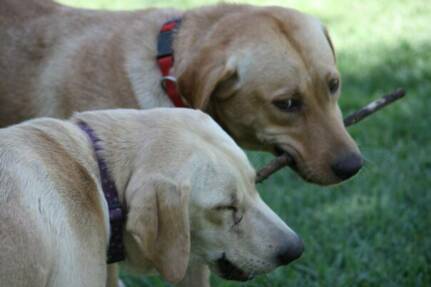 Friends for Life - Lab Puppies for Sale in California