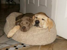 Sleeping Lab Puppies for Sale in California
