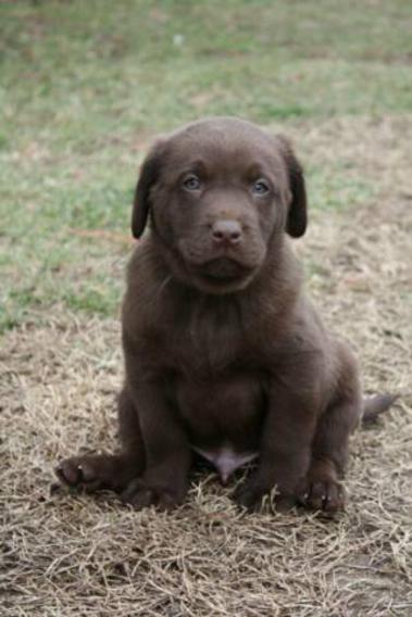 Lab Puppies for Sale in Fresno California