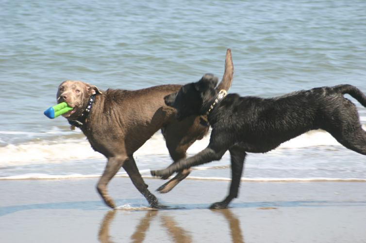 charcoal and chocolate labradors running on the shore of fresno california