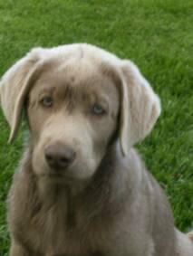 Silver Labradors 